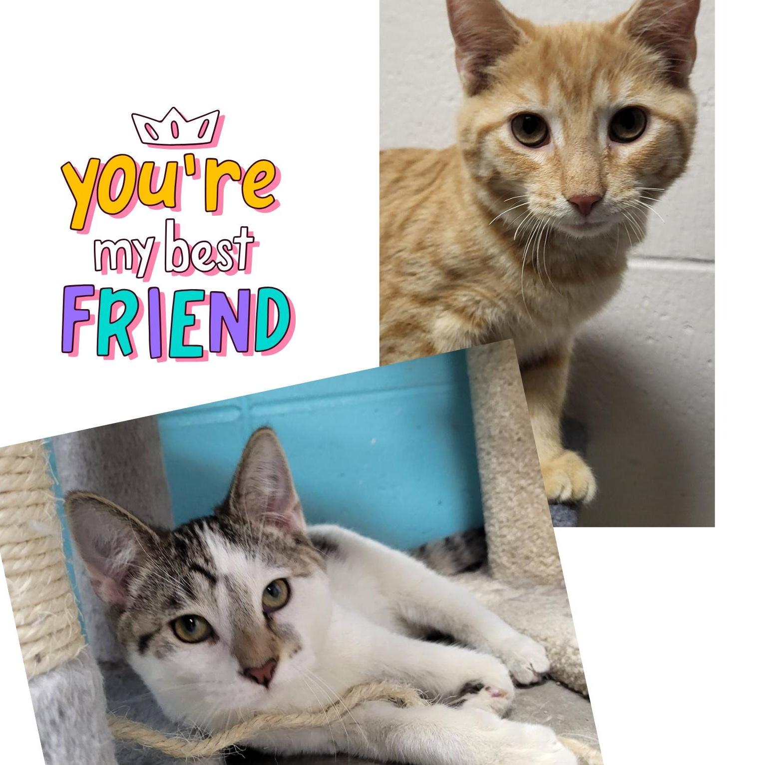 Tremble & Pierre photo 1