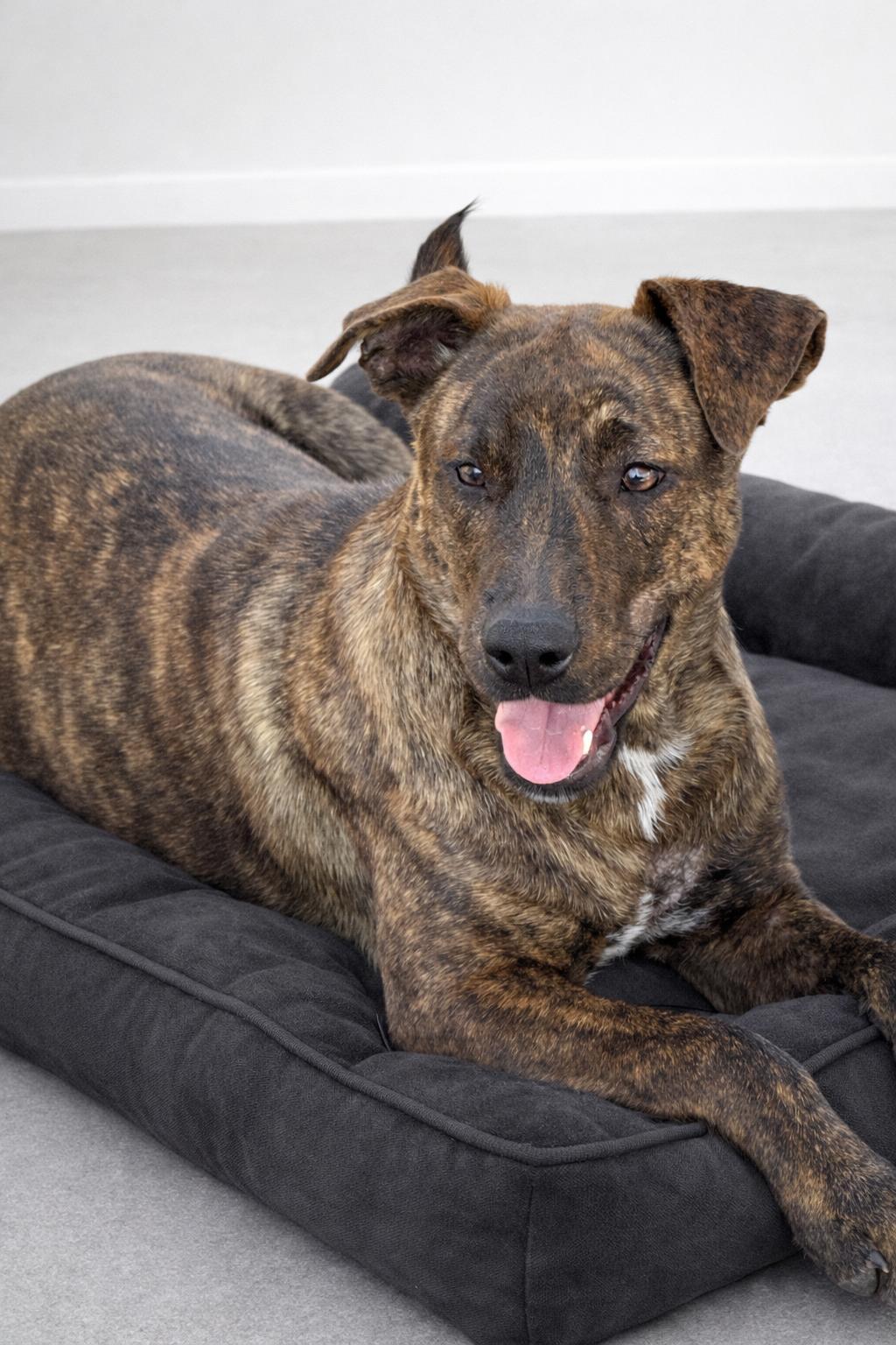 A baby medium-sized female Shepherd dog named Brynn for adoption in Houston, TX