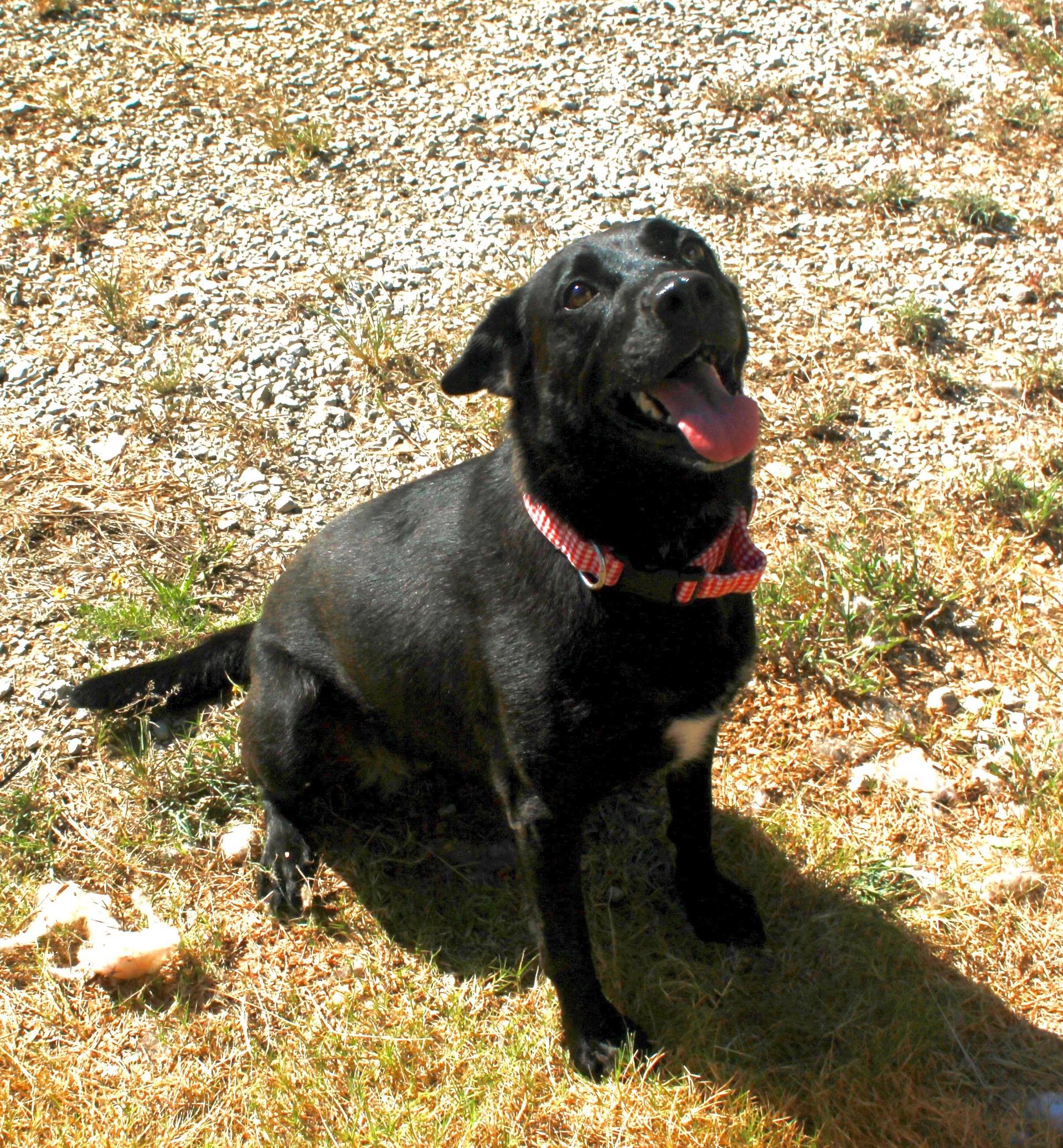 An adult medium-sized male Black Labrador Retriever dog named Barker for adoption in Holly Springs, MS