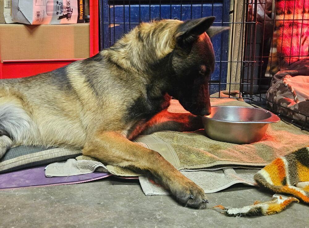 Bosque River Pups In