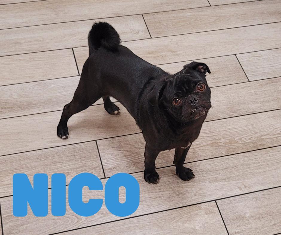 An adult small-sized male Black Pug dog named Nico for adoption in Santa Monica, CA