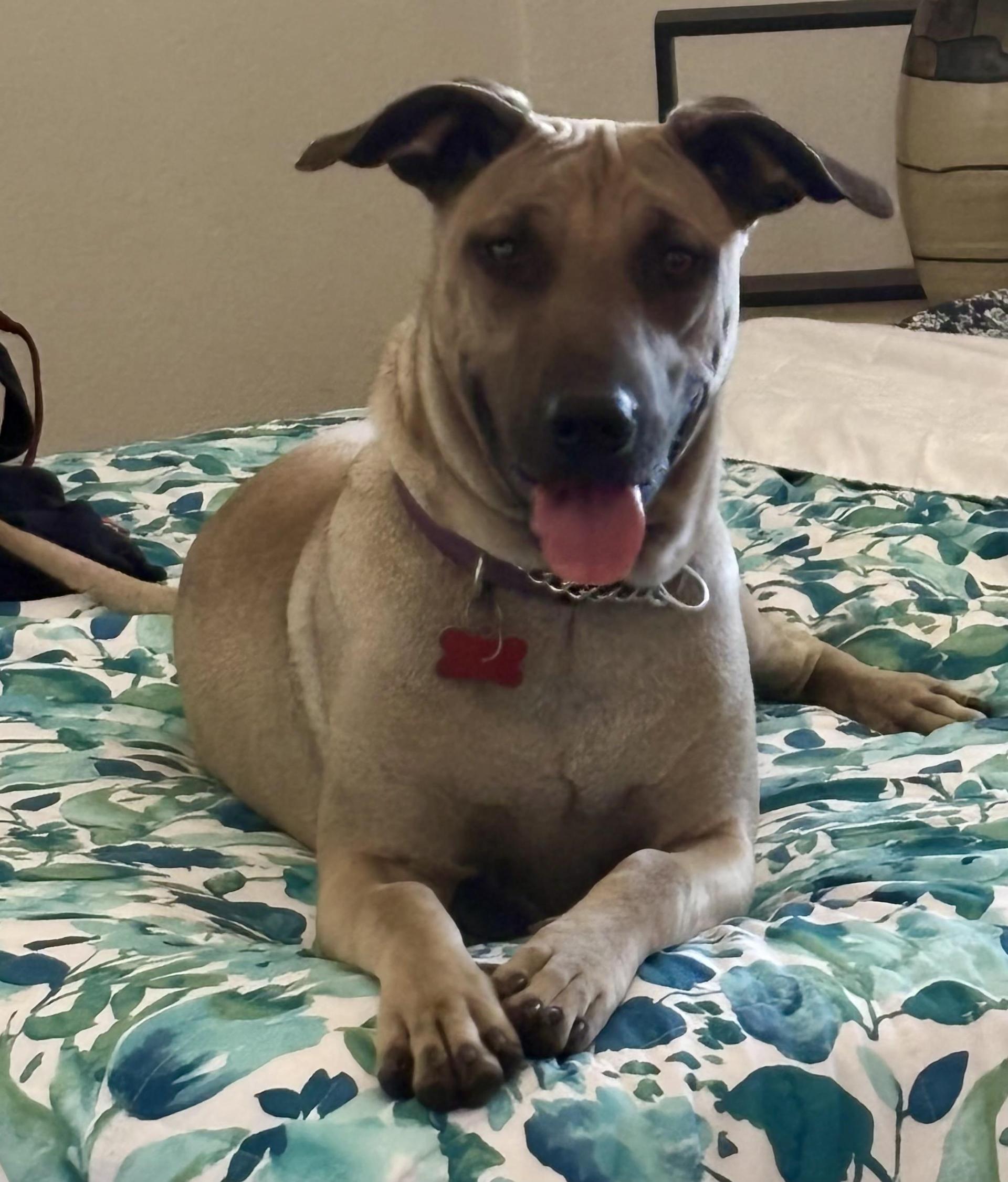 A young medium-sized female White / Cream Belgian Shepherd / Malinois dog named Leilani for adoption in Greeneville , TN