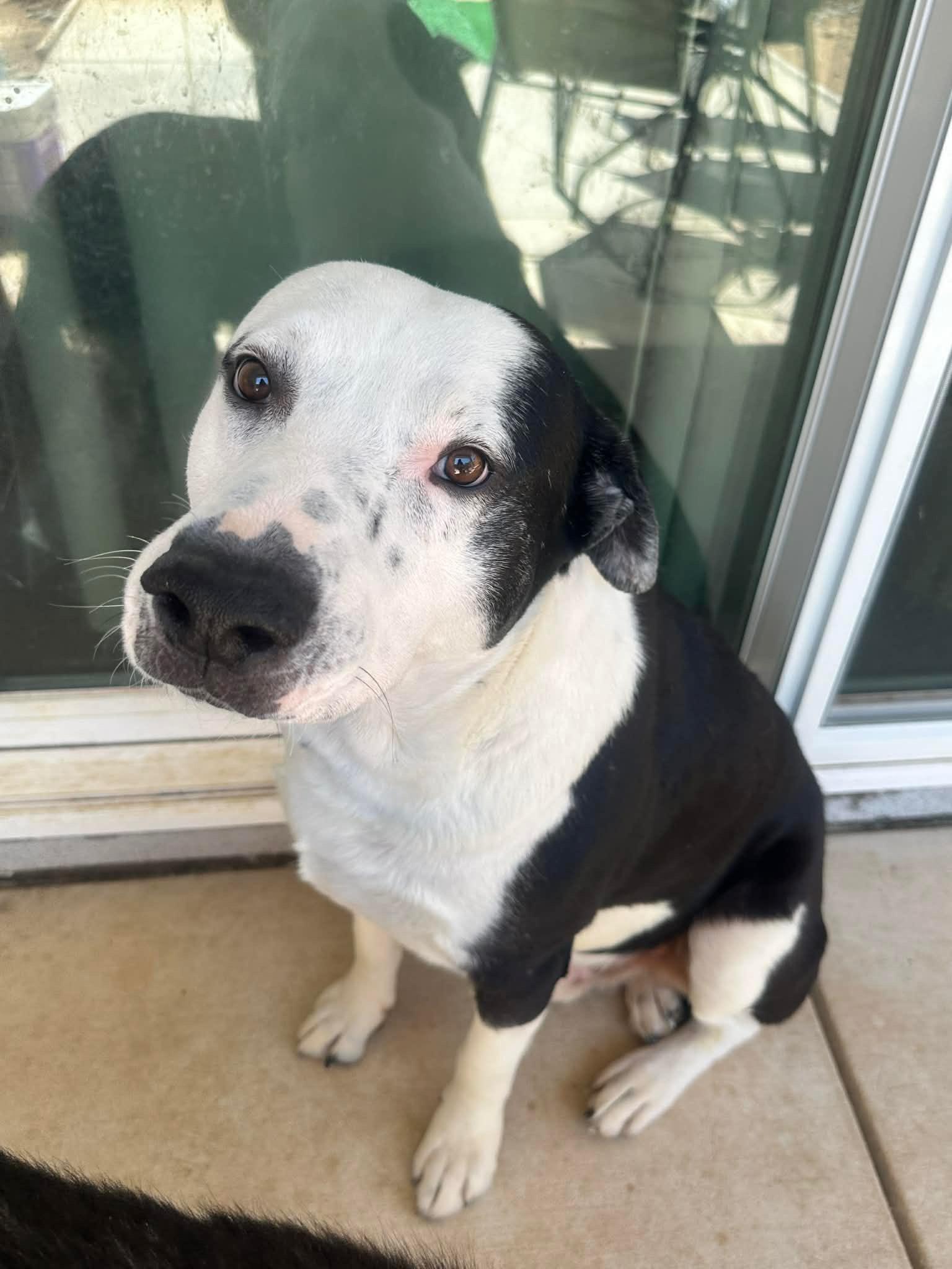 Jake Aka Wiggle Wobbles