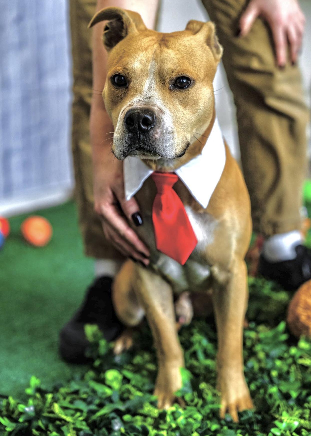 A baby medium-sized male Golden Pit Bull Terrier dog named Mickey for adoption in Allen, TX