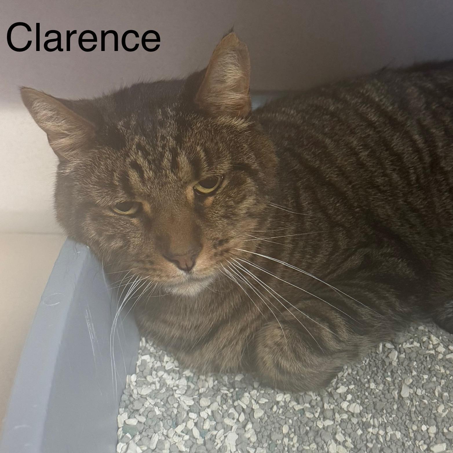 Clarence photo 1