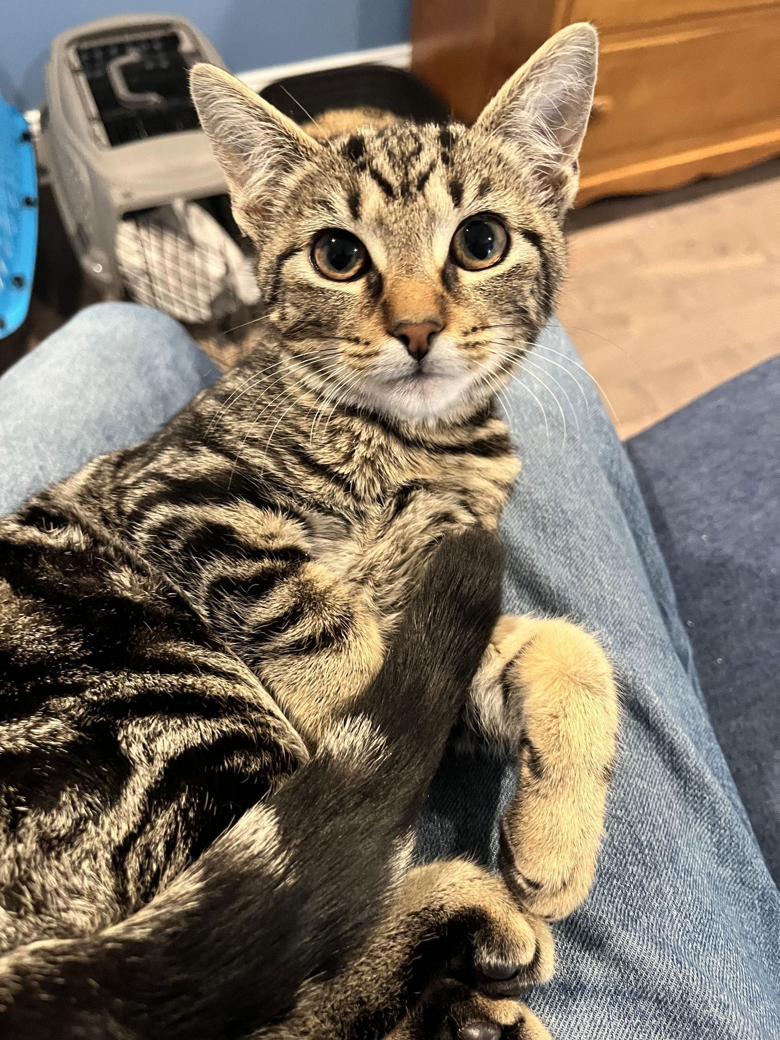 Shanaya Willow Grove