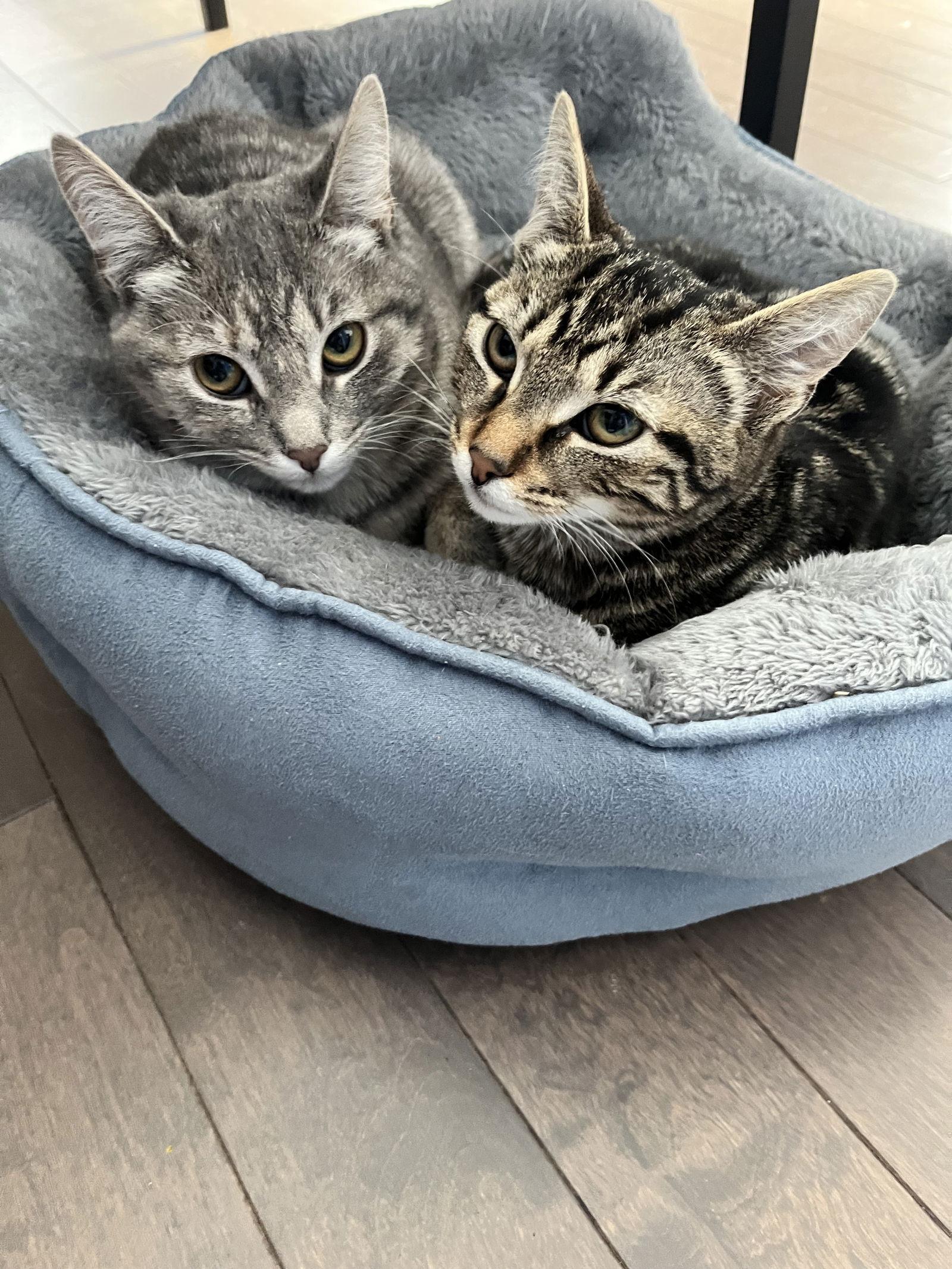 Shanaya Willow Grove