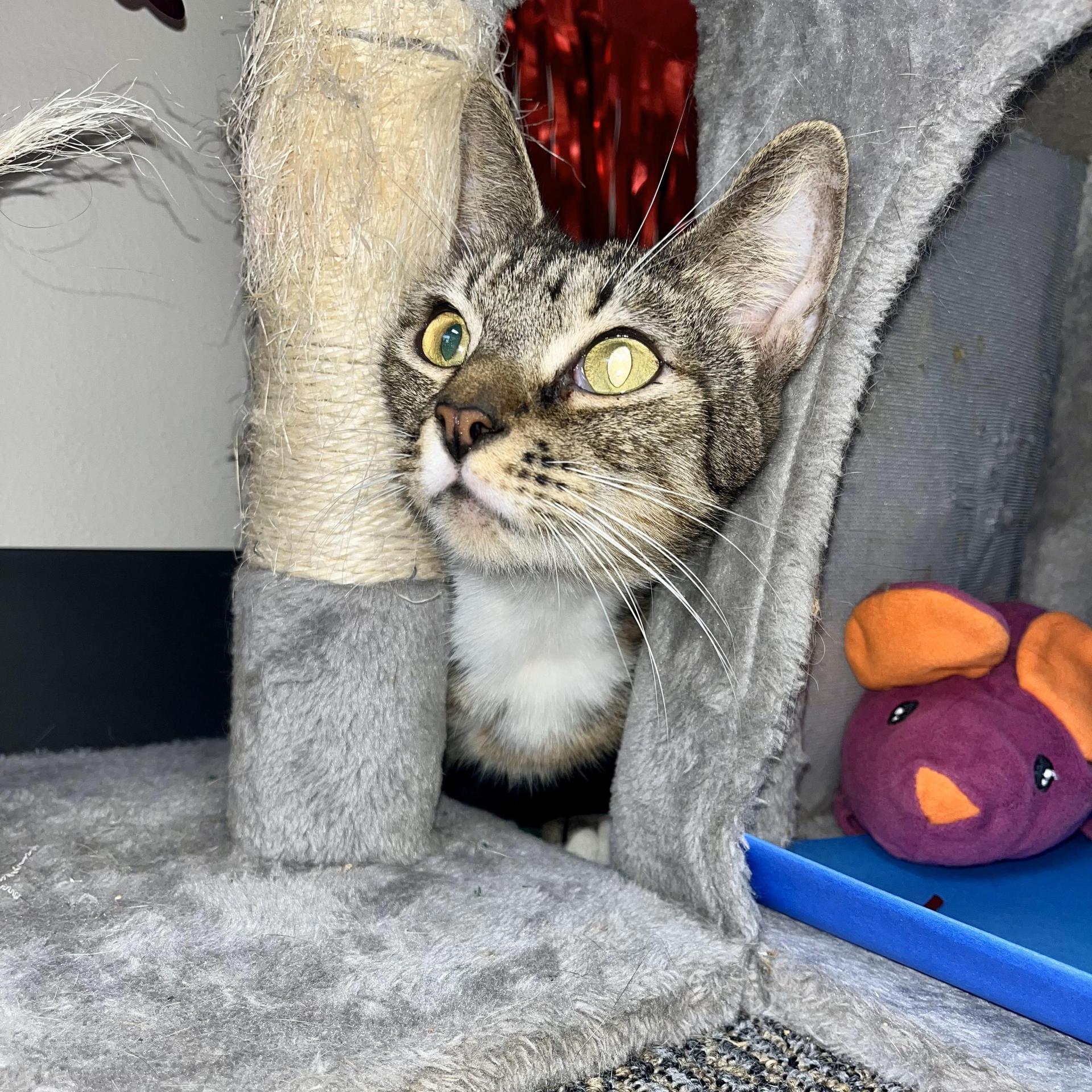 An adult medium-sized male Tabby (Brown / Chocolate) Domestic Short Hair cat named Tausret for adoption in angleton, TX
