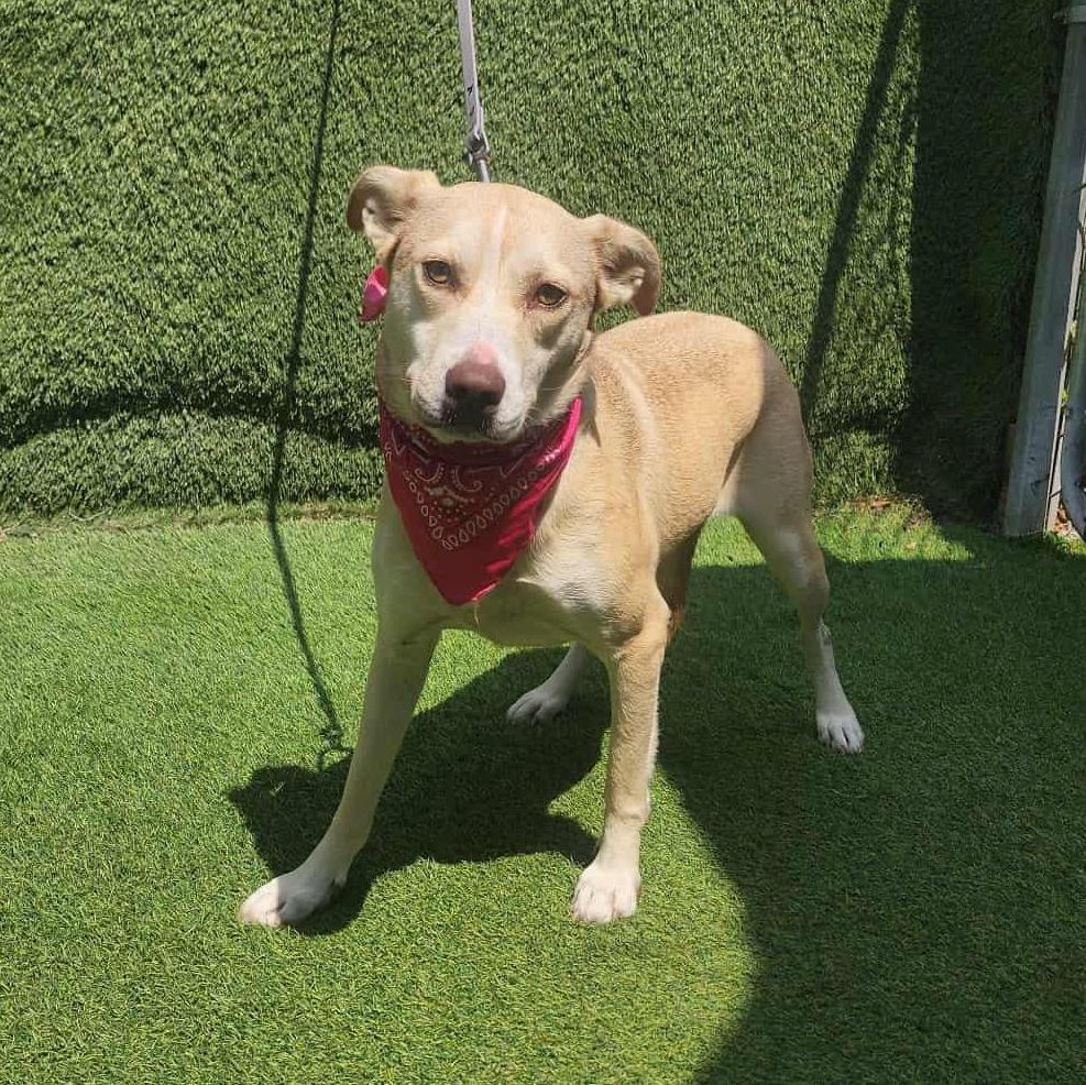 An adult medium-sized female Yellow / Tan / Blond / Fawn Black Mouth Cur dog named Betty for adoption in Oak Point, TX