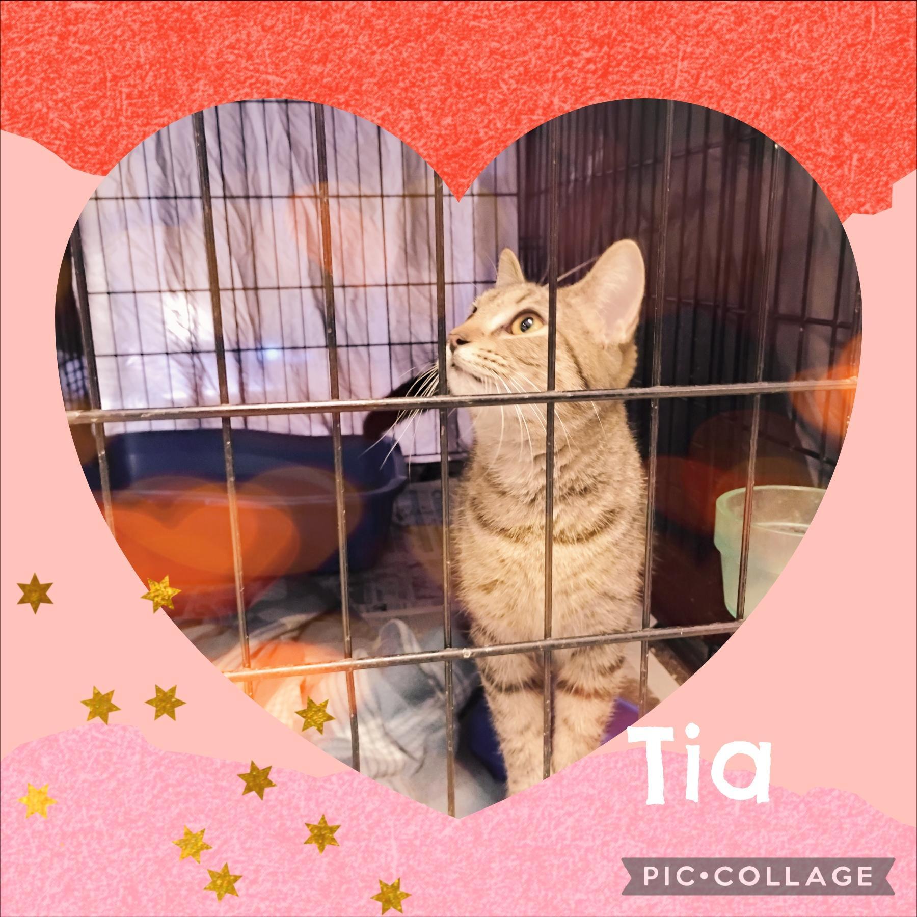 Tia