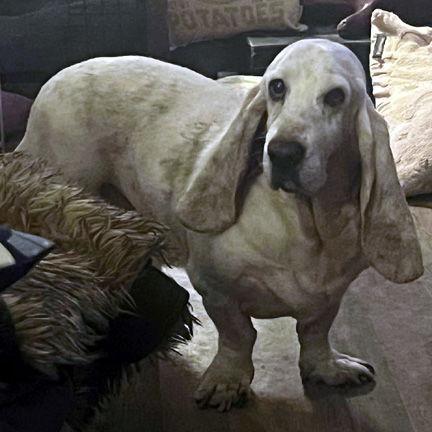 An adult medium-sized male Basset Hound dog named Scout for adoption in Mays Landing, NJ
