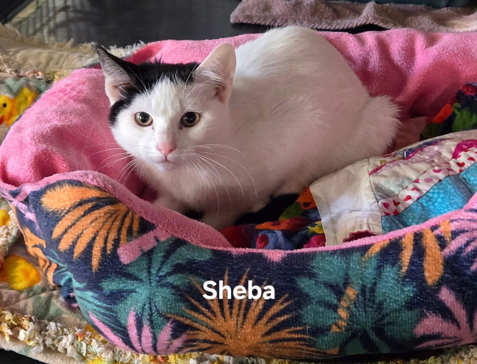 Sheba