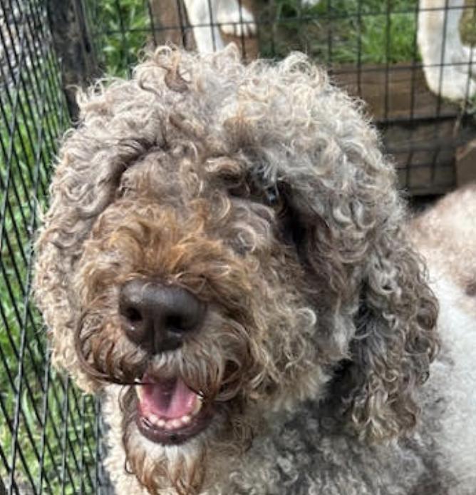 Dolly Princess Diann photo 1