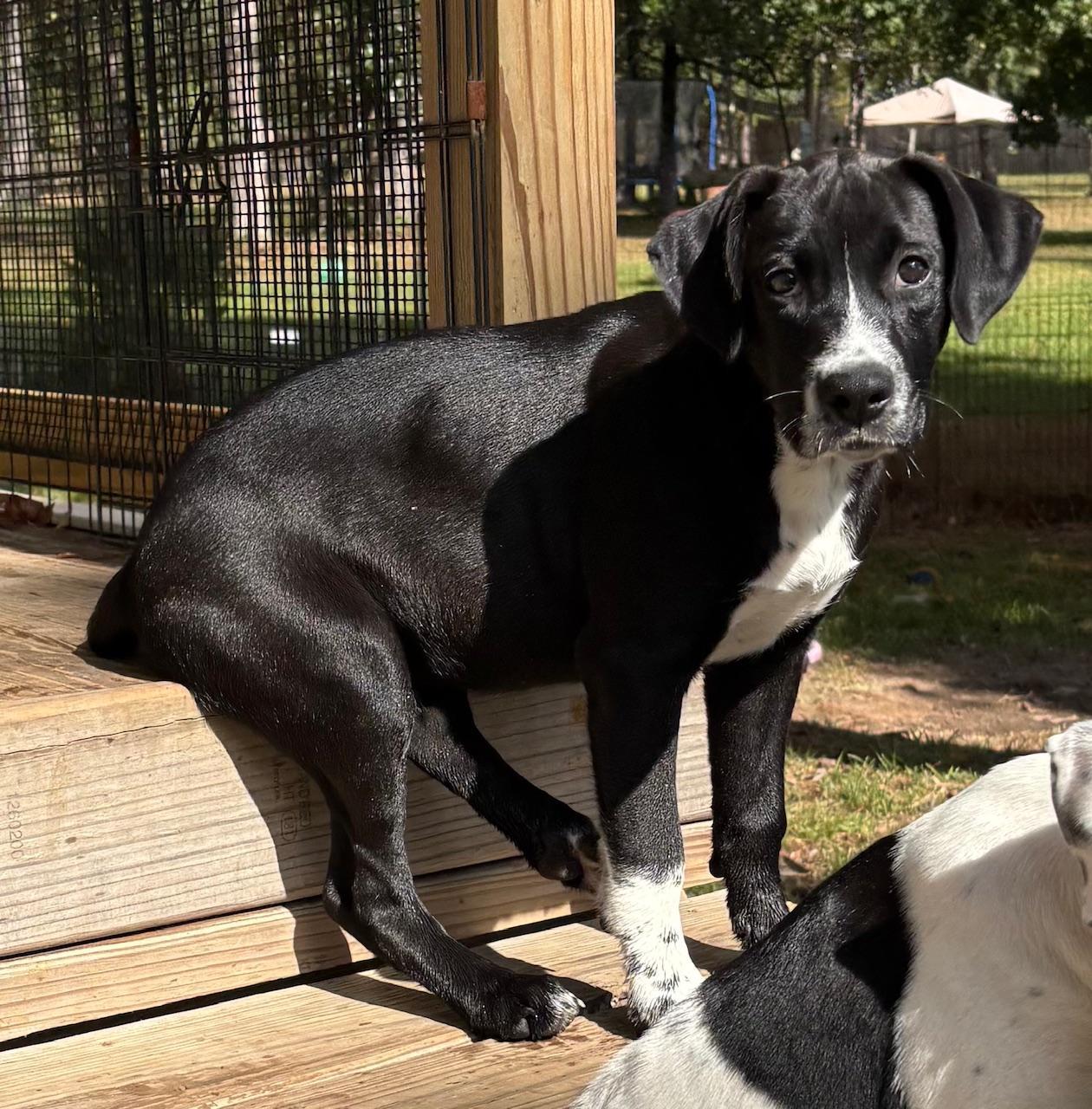 A baby large-sized male Black Hound dog named Boot A Sweet for adoption in Houston, TX