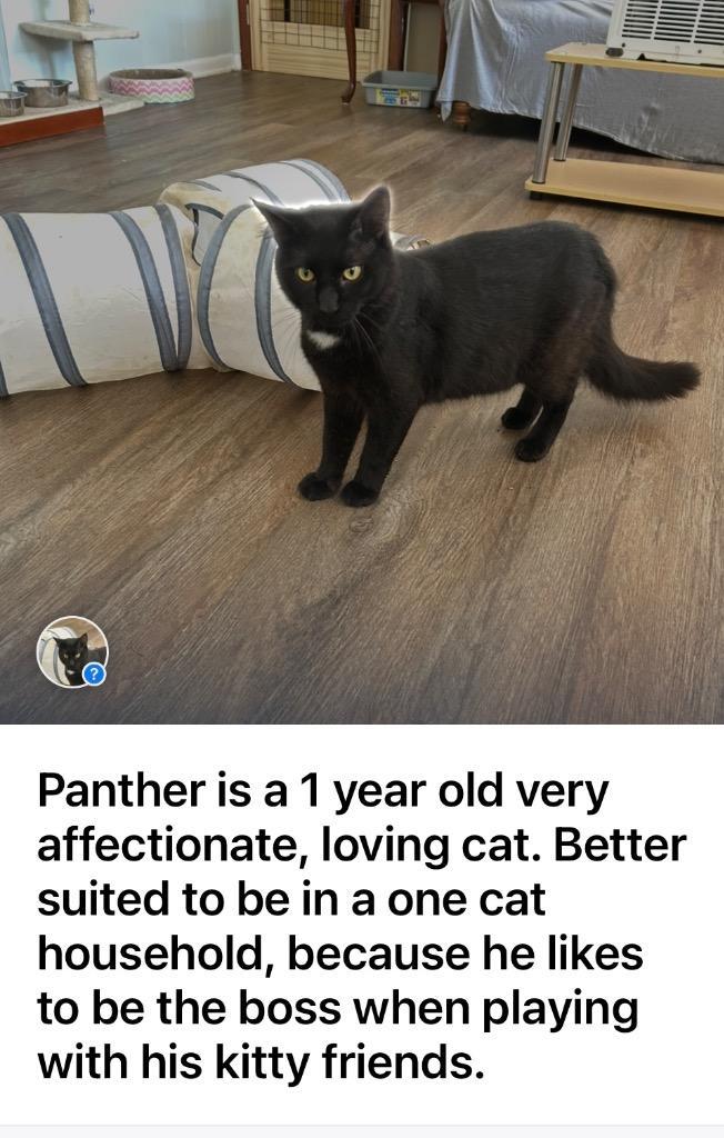 Panther