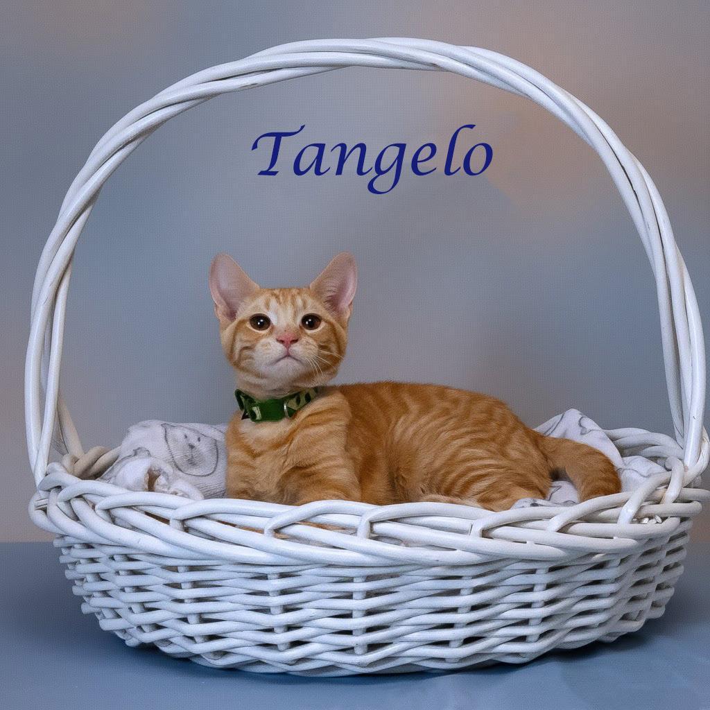 Tangelo C