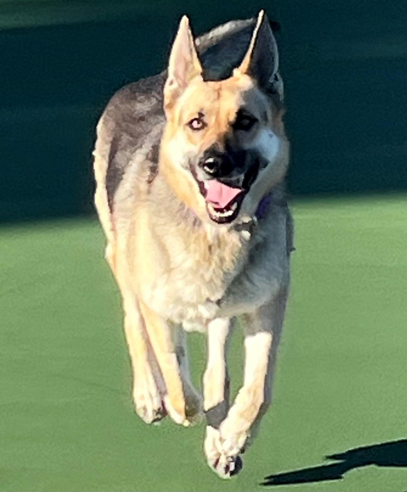 An adult large-sized female German Shepherd Dog dog named Sharifah for adoption in Spring, TX