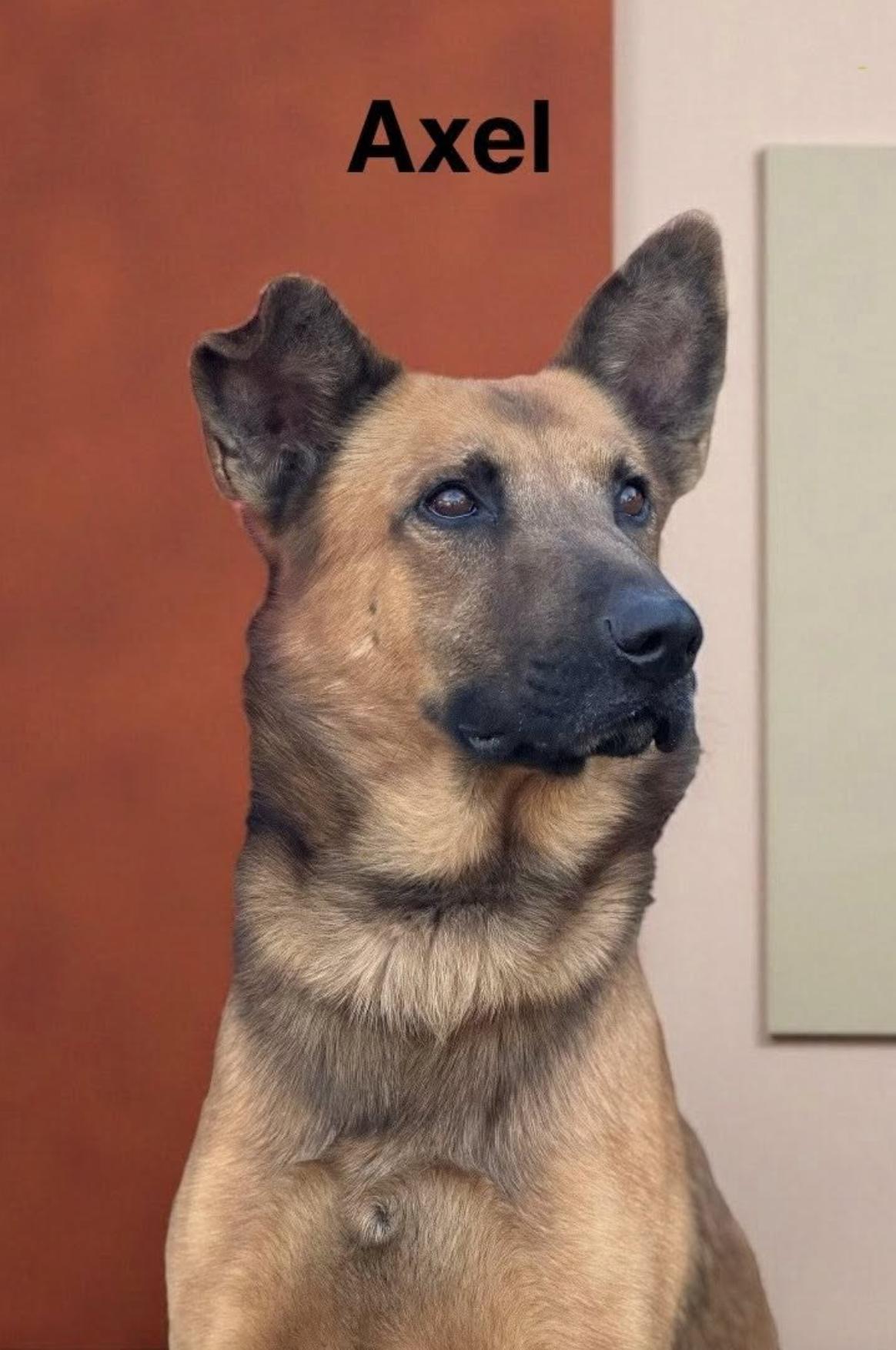 A young medium-sized male German Shepherd Dog dog named Axel for adoption in Allen, TX