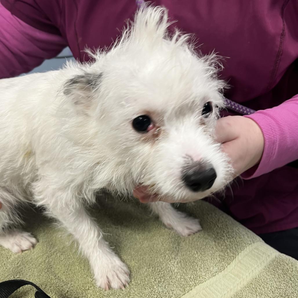 A young small-sized male White / Cream Mixed Breed dog named Moe for adoption in Vineland, NJ
