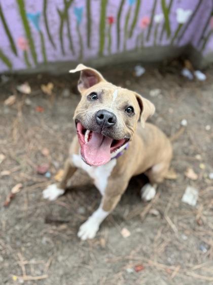 A young medium-sized male Mixed Breed dog named Paulo for adoption in Atlanta, GA