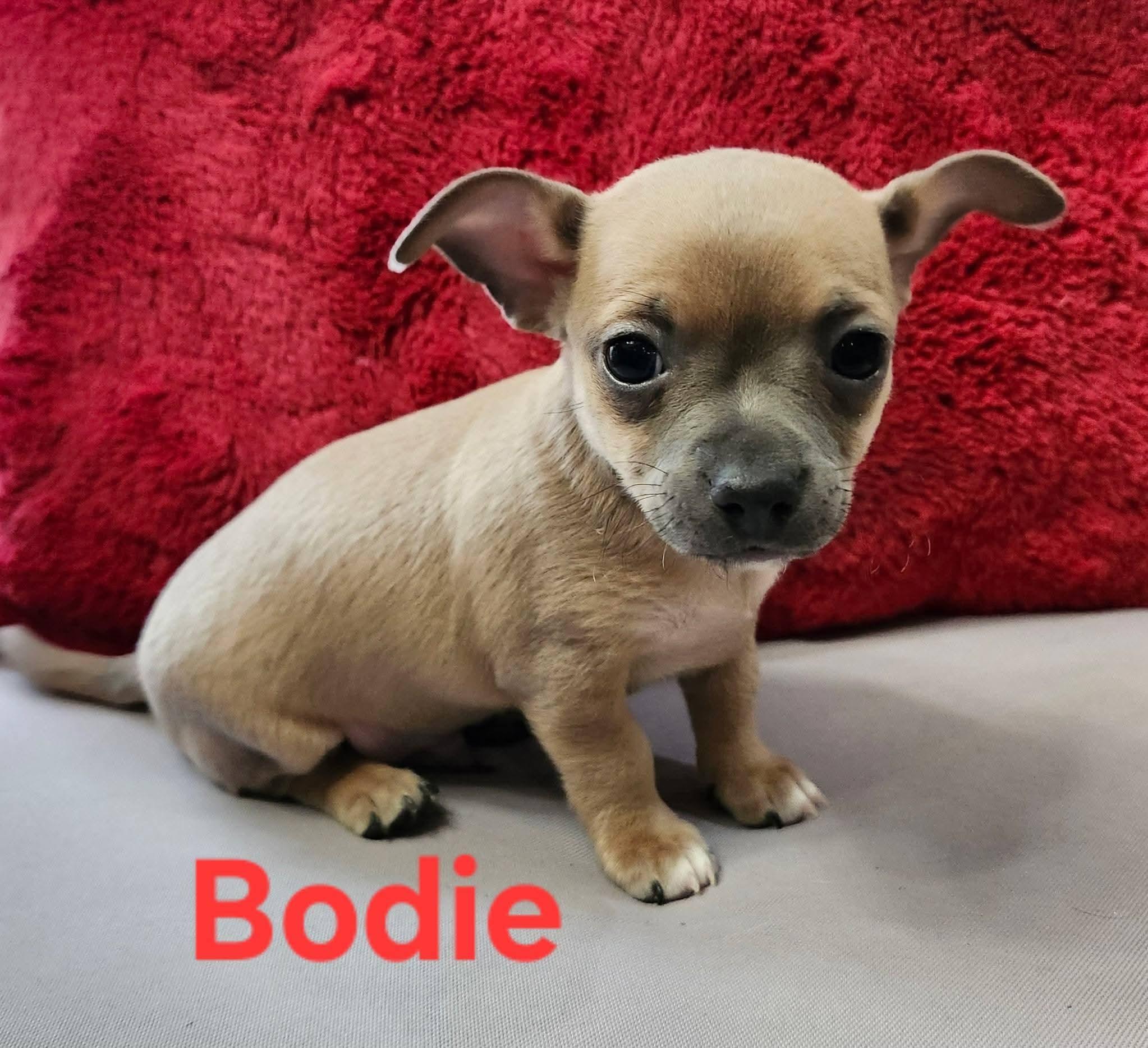 Bodie