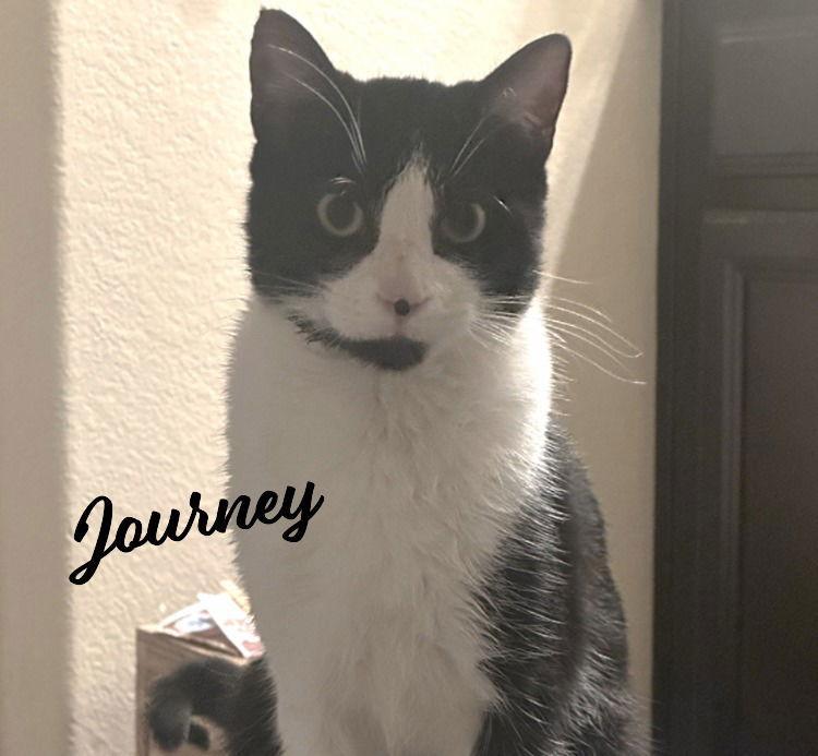 Journey Snugglybedfellow