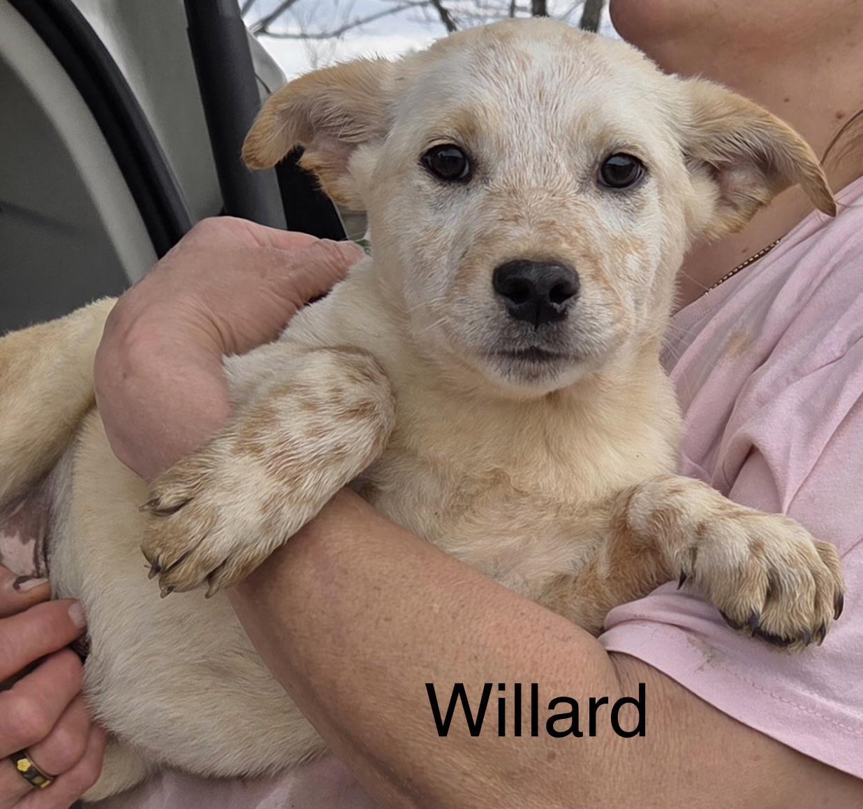 Willard