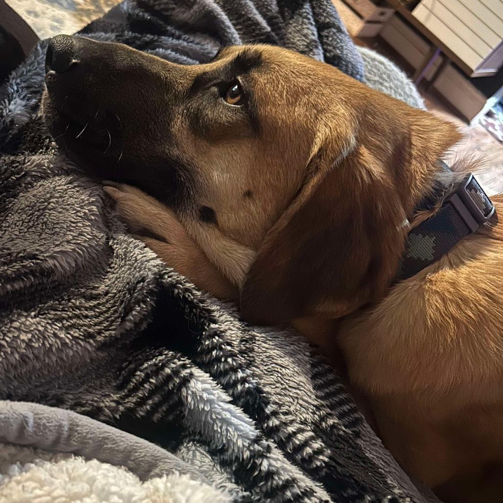 An adult large-sized male Yellow / Tan / Blond / Fawn Shepherd dog named Garrett for adoption in Alexandria, VA