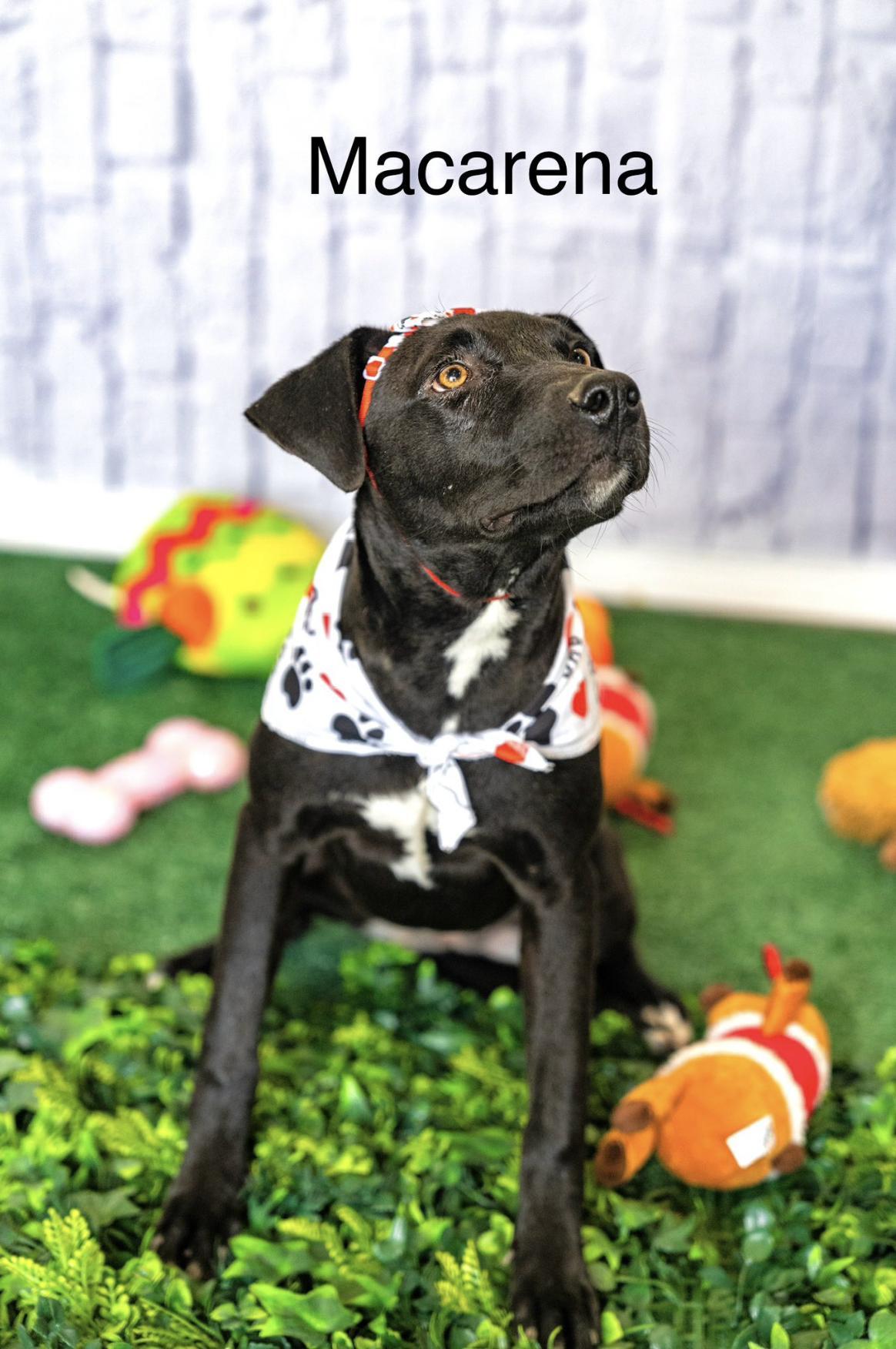 A baby small-sized female Labrador Retriever dog named Macarena for adoption in Allen, TX