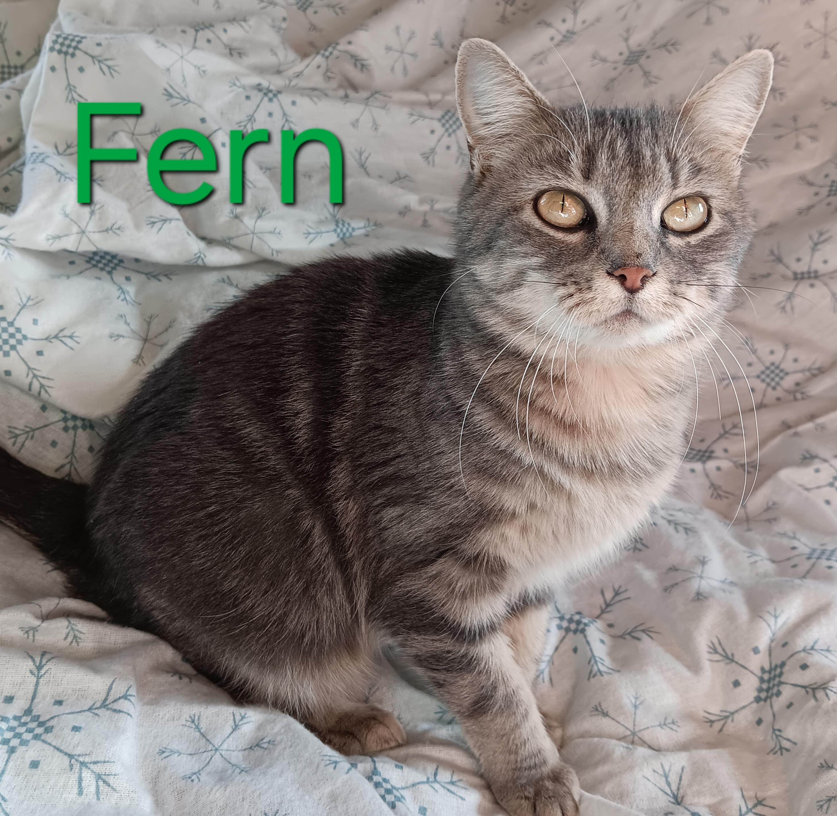 Fern