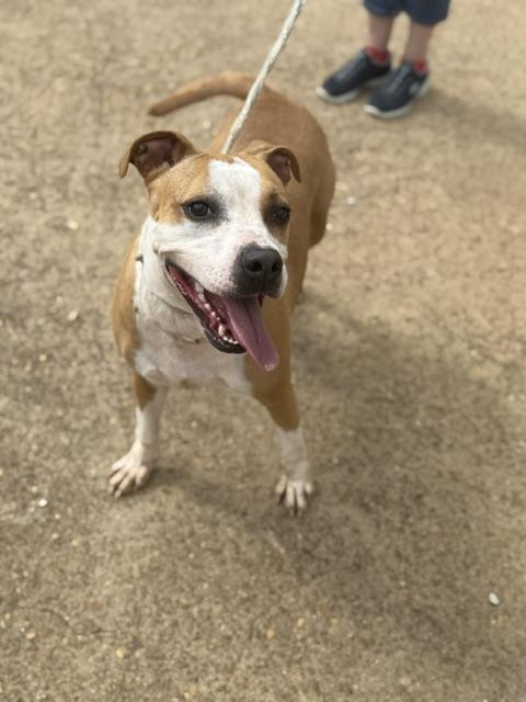 An adult medium-sized female Boxer dog named Shirley for adoption in Holly Springs, MS