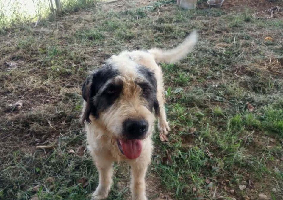 Scruffalufalous photo 1