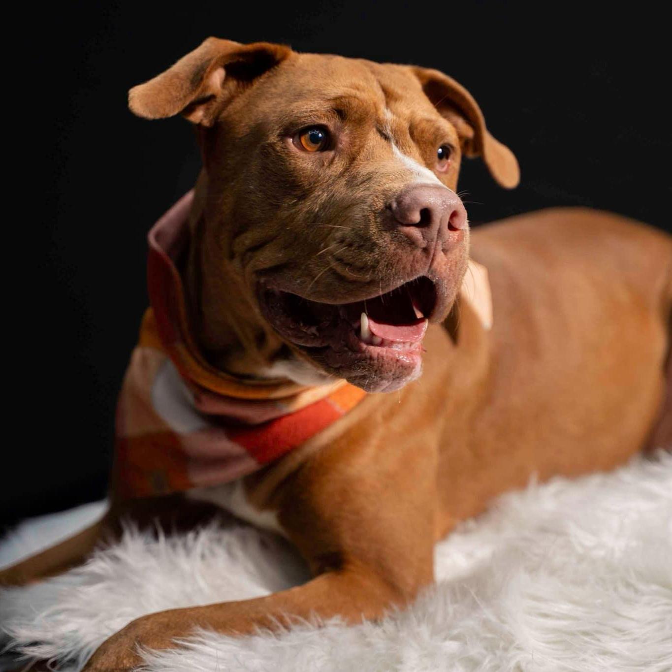 An adult medium-sized male Brown / Chocolate Mixed Breed dog named Haku for adoption in Myrtle Beach, SC