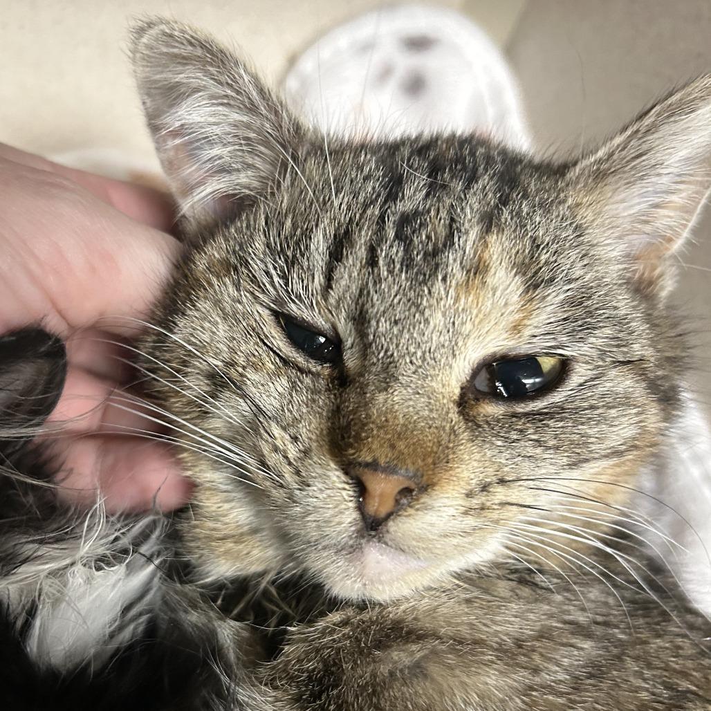 A baby small-sized female Torbie Domestic Short Hair cat named Mcclellan for adoption in Durango, CO