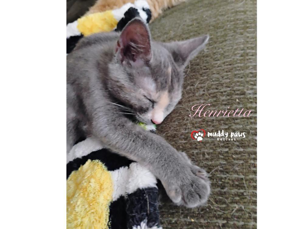 Genteel Southern Belles: Miss