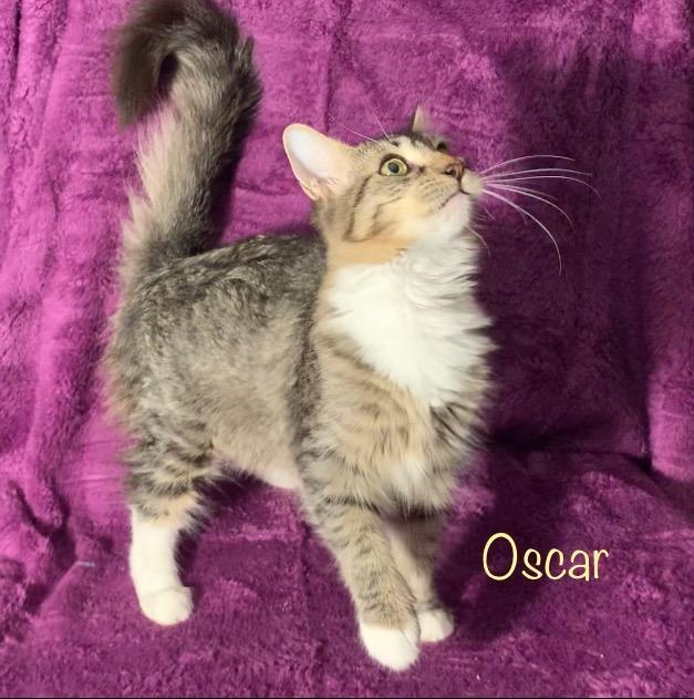 Oscar