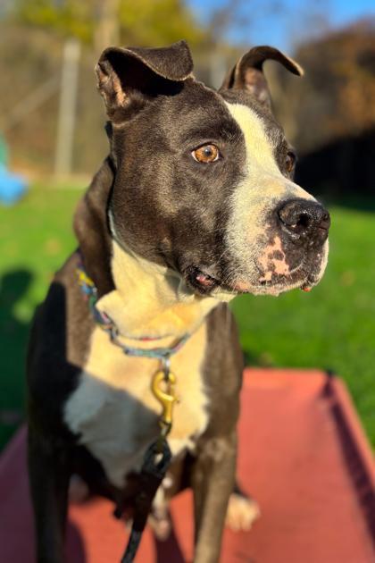 An adult large-sized female Mixed Breed dog named Sosa Grayson for adoption in Cincinnati, OH