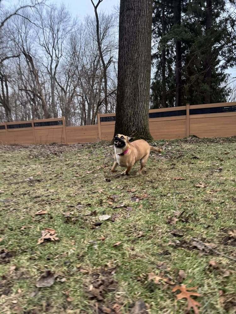 Juneberry In Training