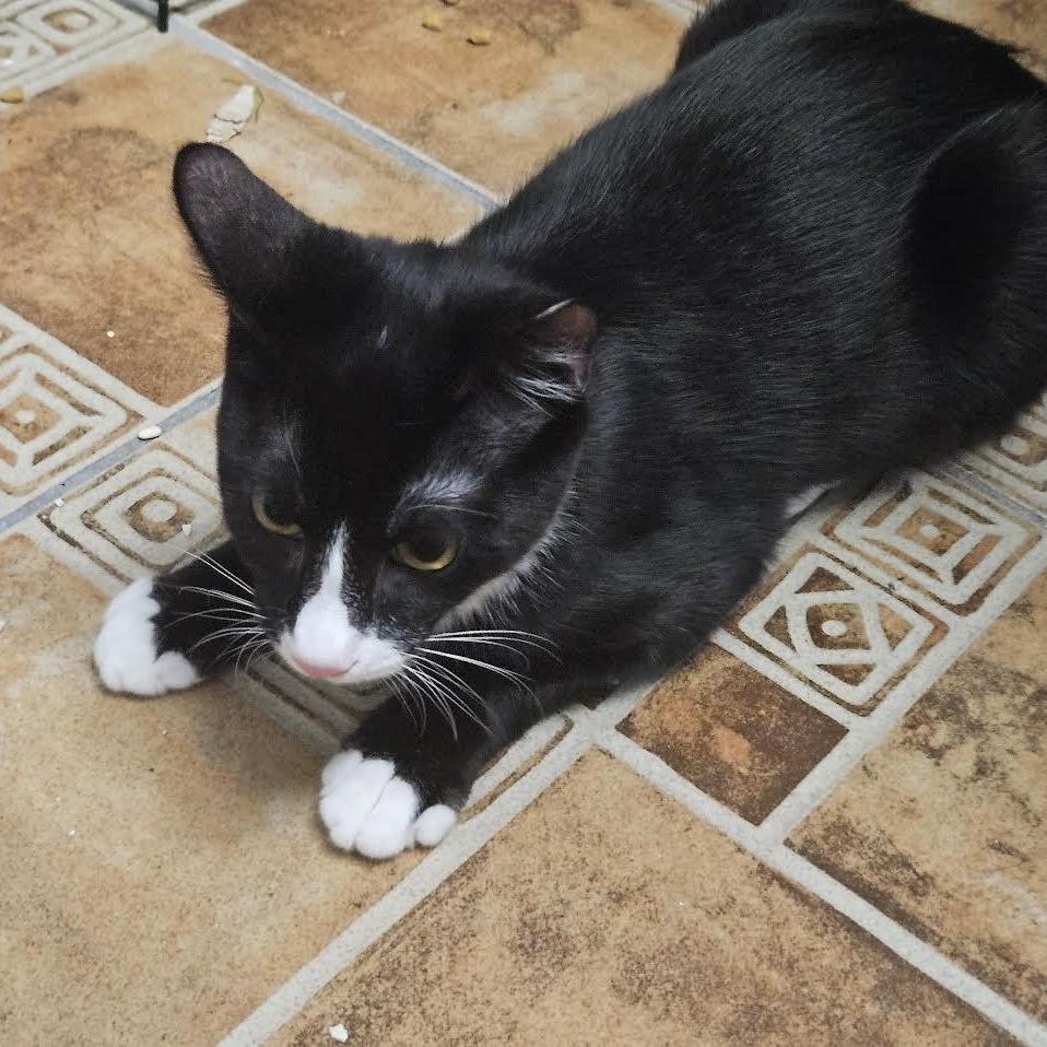 Chico