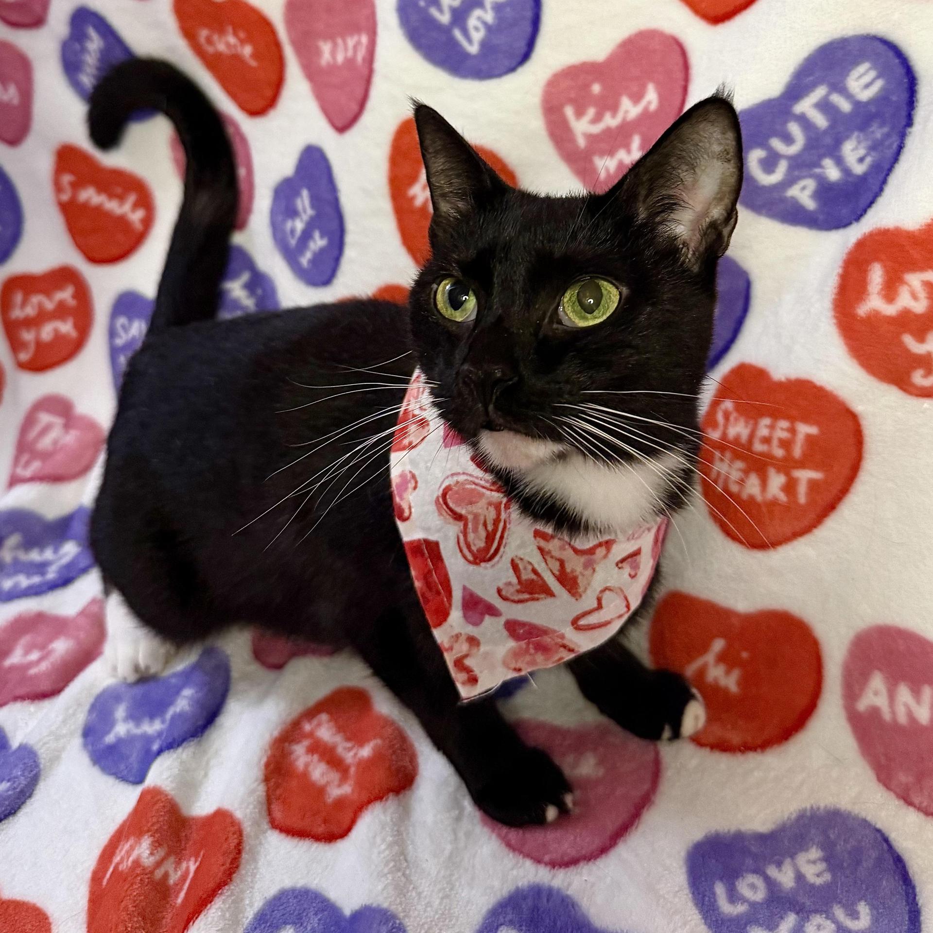 A young medium-sized female Black Domestic Short Hair cat named Toothless for adoption in Miami, FL
