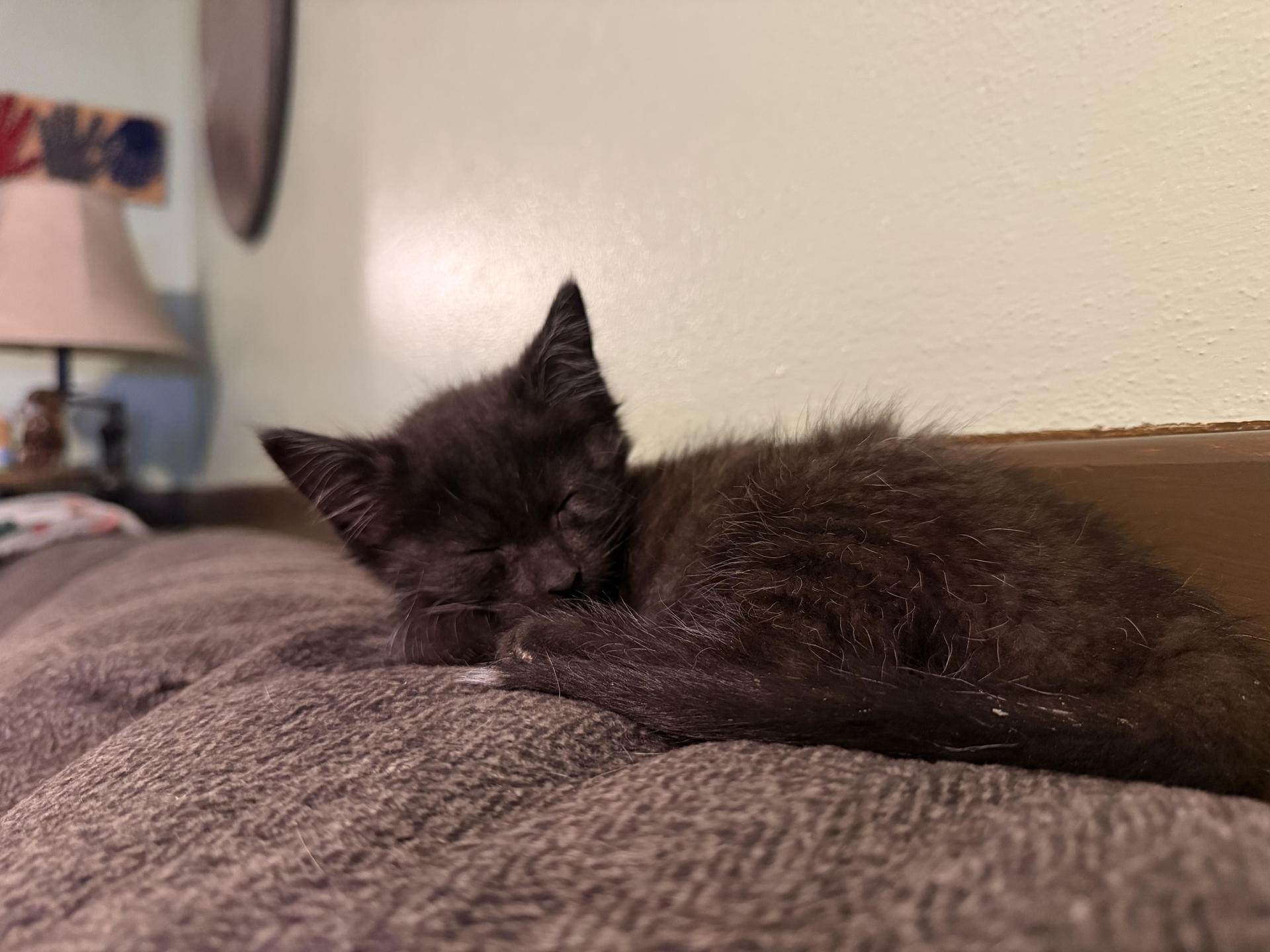A baby small-sized male Black Domestic Short Hair cat named Combine for adoption in Mineral Point, WI