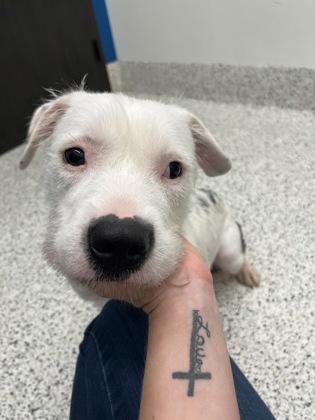 An adult large-sized female Pit Bull Terrier dog named Yulara for adoption in Atlanta, GA
