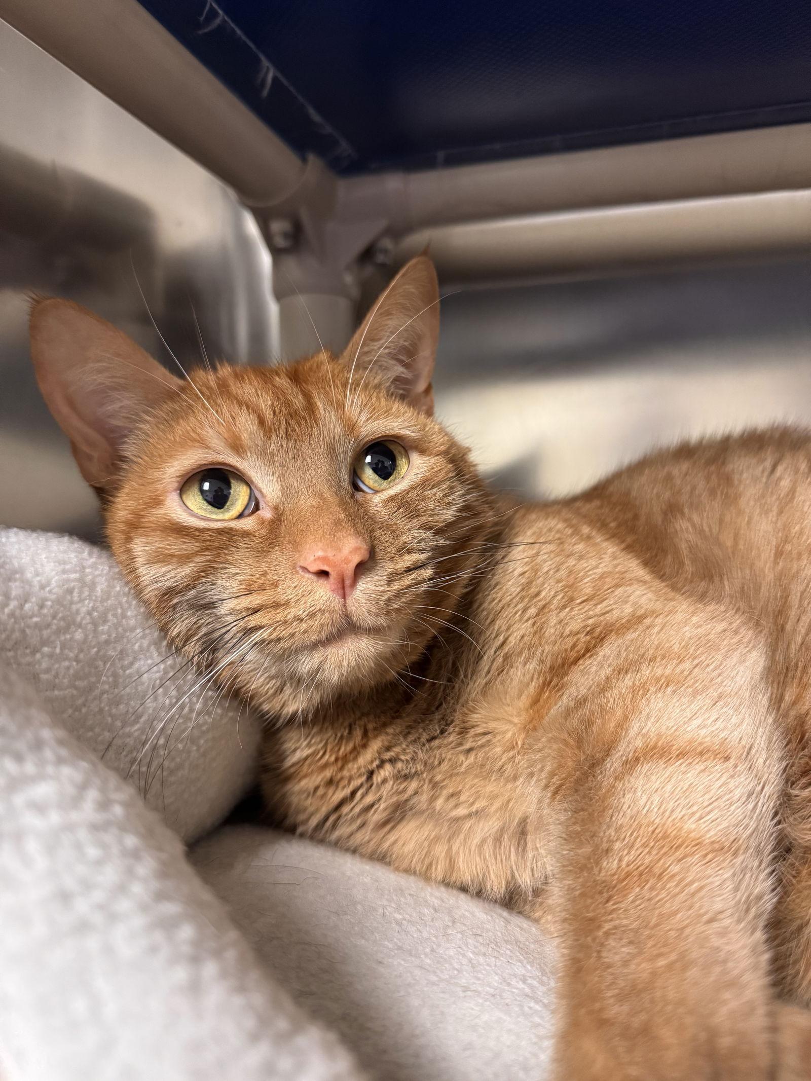 An adult medium-sized male Orange / Red Domestic Short Hair cat named Reggie for adoption in Brick, NJ