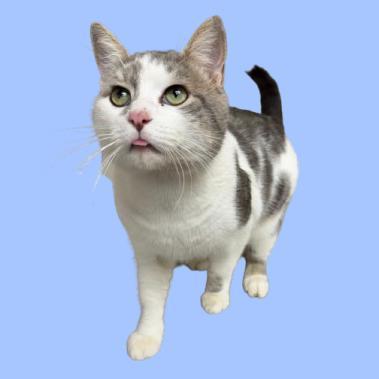An adult large-sized male Gray / Blue / Silver Domestic Short Hair cat named Static for adoption in Tuscaloosa, AL