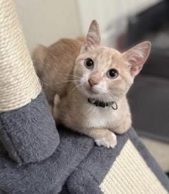 Peach Kuykendahl Petsmart