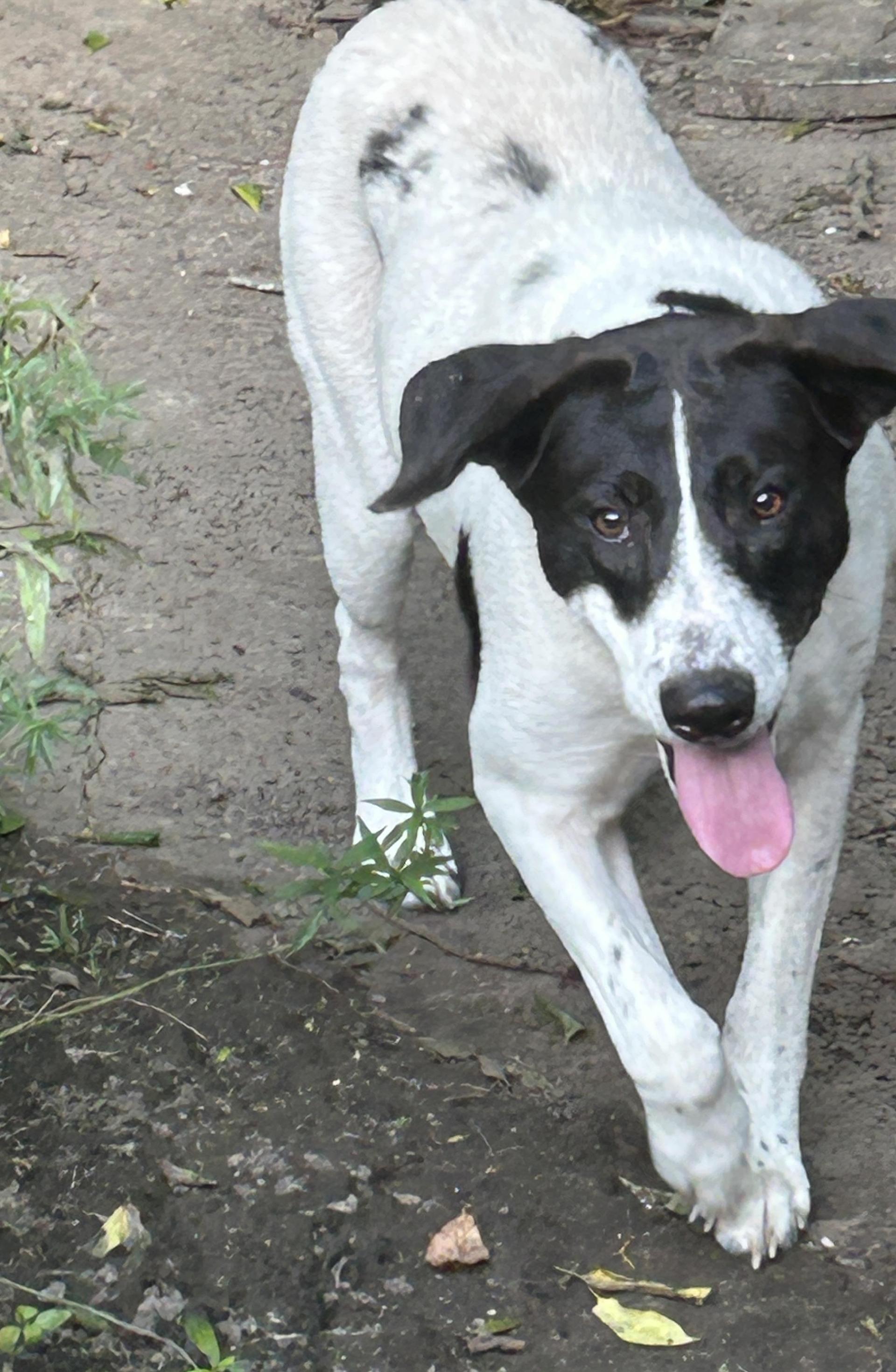 An adult large-sized female Black Pointer dog named Pepper for adoption in Ladonia, TX