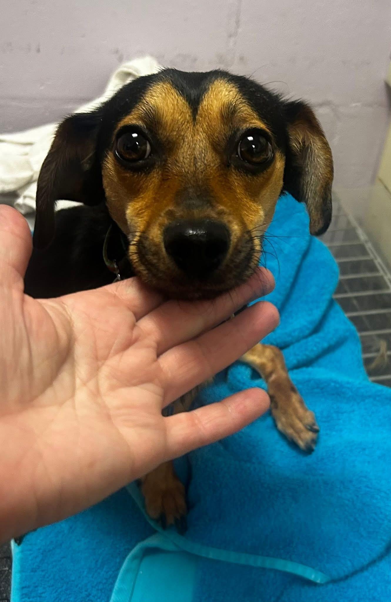 A young small-sized male Black Chiweenie dog named Rex for adoption in Oak Ridge, NJ