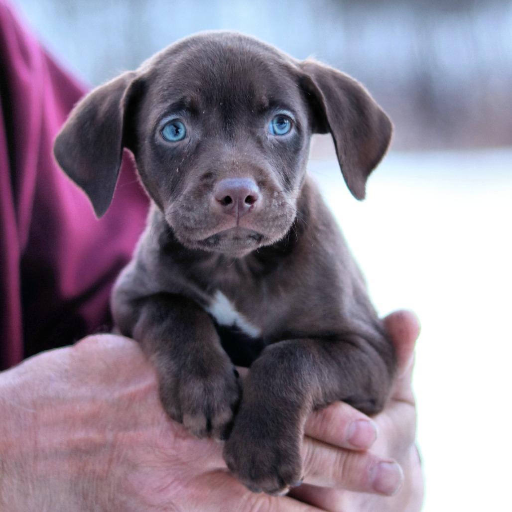 Ct Hoagie Avail March