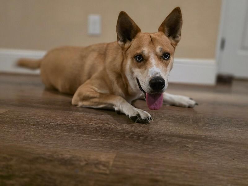 Darling Delilah So Dainty