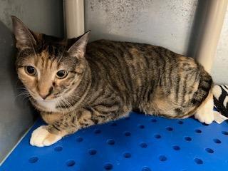 Laverne Blk Smudge On